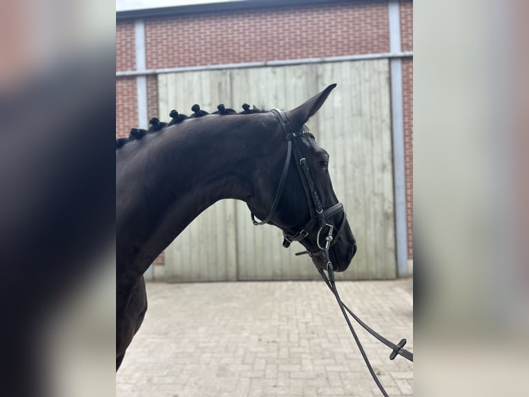 Belgisches Sportpferd Wallach 6 Jahre 168 cm Dunkelbrauner in Peer