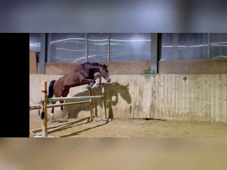 Belgisches Sportpferd Wallach 6 Jahre 170 cm Brauner in Oberwölbling