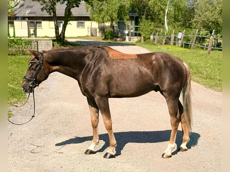 Belgisches Sportpferd Wallach 6 Jahre 170 cm Dunkelfuchs in Boulogne-Billancourt