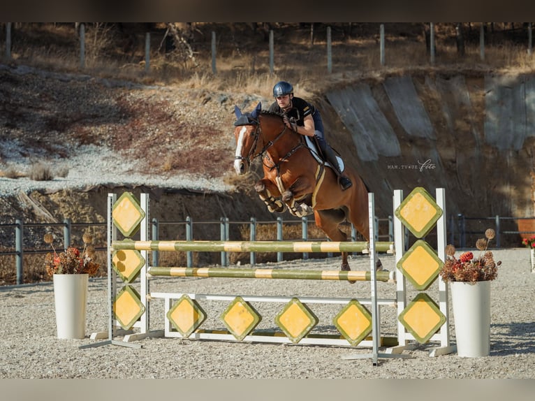 Belgisches Sportpferd Wallach 6 Jahre 171 cm Brauner in Herzogenbuchsee