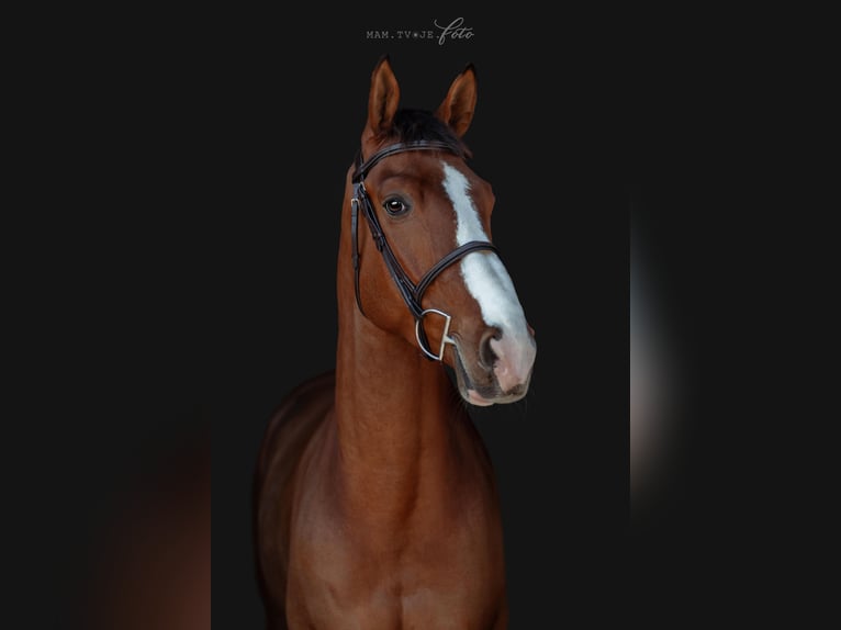 Belgisches Sportpferd Wallach 6 Jahre 171 cm Brauner in Herzogenbuchsee
