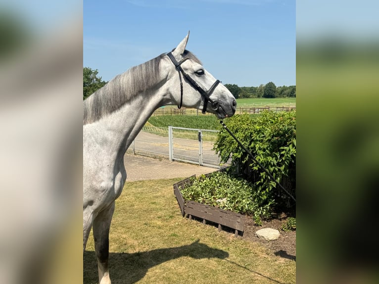 Belgisches Sportpferd Wallach 6 Jahre 174 cm Schimmel in Euskirchen