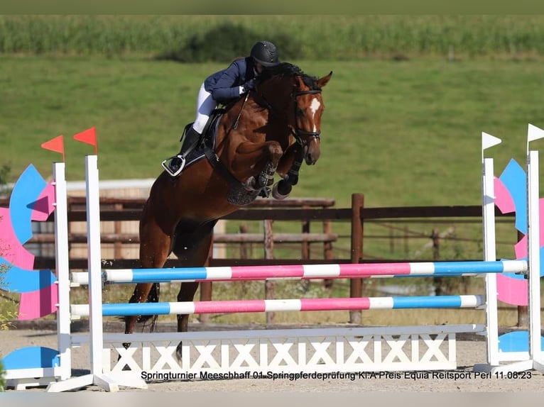 Belgisches Sportpferd Wallach 6 Jahre 175 cm Schimmel in Roullingen
