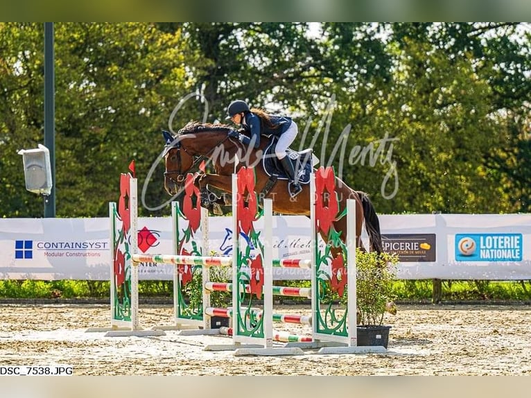 Belgisches Sportpferd Wallach 6 Jahre 175 cm Schimmel in Roullingen