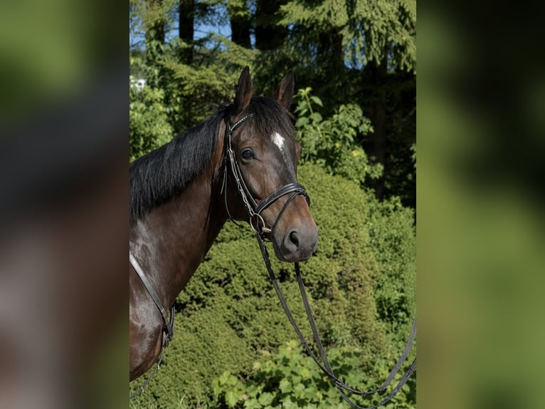 Belgisches Sportpferd Wallach 7 Jahre 164 cm Dunkelbrauner in Pelmberg
