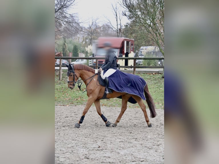 Belgisches Sportpferd Wallach 7 Jahre 168 cm Fuchs in Dalhem