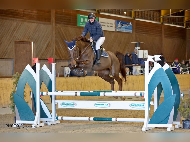 Belgisches Sportpferd Wallach 7 Jahre 175 cm Dunkelfuchs in Münsingen