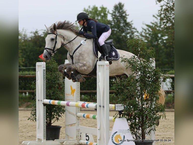 Belgisches Sportpferd Wallach 7 Jahre 180 cm Schimmel in Roullingen