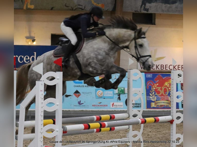 Belgisches Sportpferd Wallach 7 Jahre 180 cm Schimmel in Roullingen