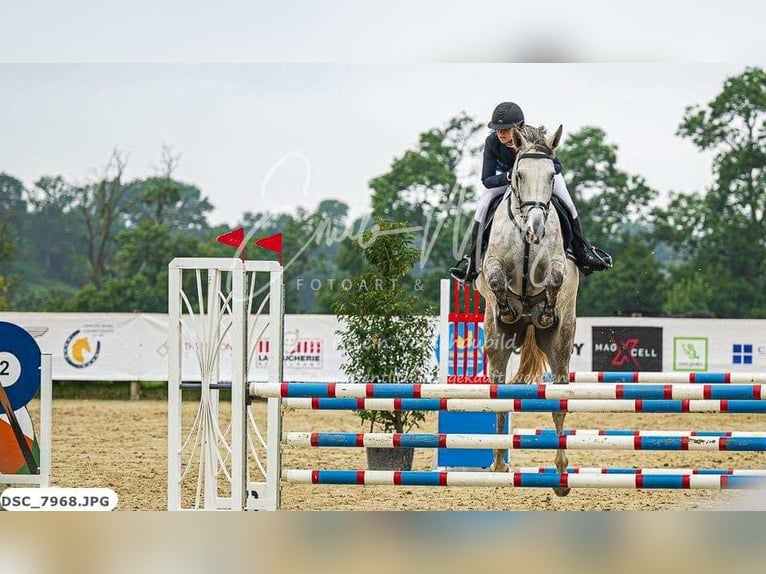 Belgisches Sportpferd Wallach 7 Jahre 180 cm Schimmel in Roullingen