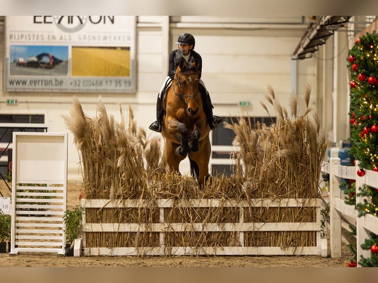Belgisches Sportpferd Wallach 8 Jahre 167 cm Brauner in Tessenderlo