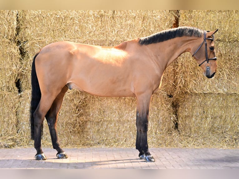 Belgisches Sportpferd Wallach 8 Jahre 169 cm Rotbrauner in Bladel