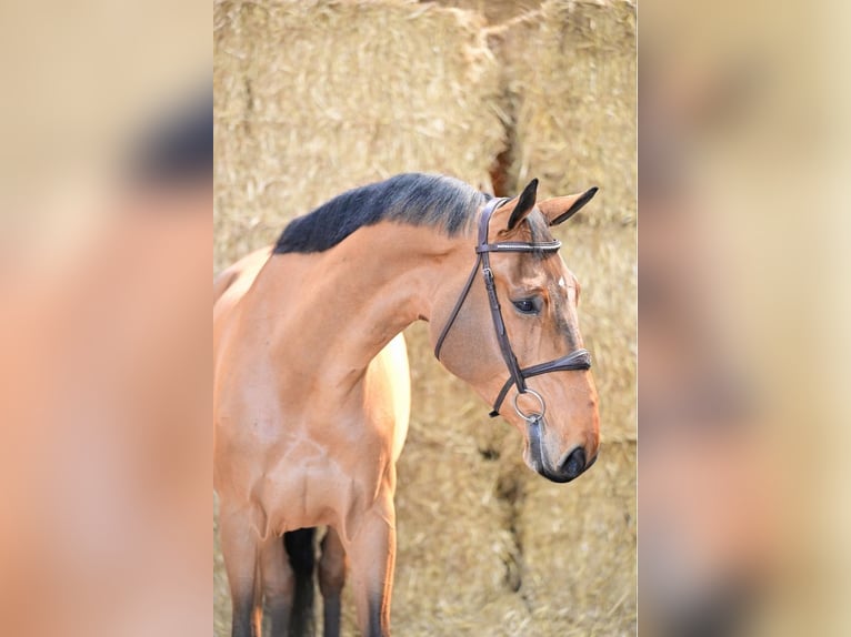 Belgisches Sportpferd Wallach 8 Jahre 169 cm Rotbrauner in Bladel