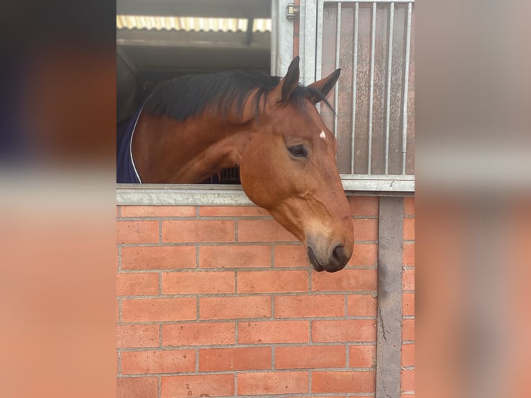 Belgisches Sportpferd Wallach 8 Jahre 170 cm Brauner in Wuustwezel