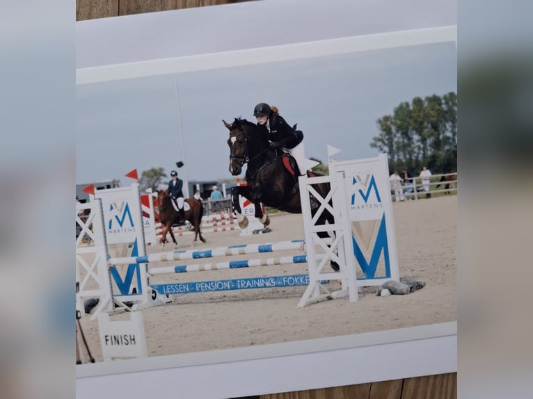 Belgisches Sportpferd Wallach 9 Jahre 170 cm Dunkelbrauner in Wervik