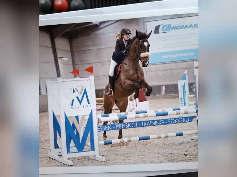 Belgisches Sportpferd Wallach 9 Jahre 170 cm Dunkelbrauner in Wervik
