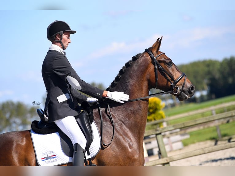 Belgisches Sportpferd Wallach 9 Jahre 173 cm Dunkelbrauner in Sint Philipsland