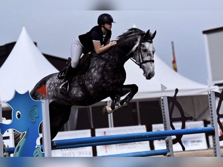 Belgisches Sportpferd Wallach 9 Jahre 177 cm Schimmel in Santa Cruz De Bezana