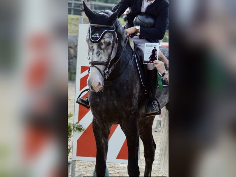 Belgisches Sportpferd Wallach 9 Jahre 177 cm Schimmel in Santa Cruz De Bezana