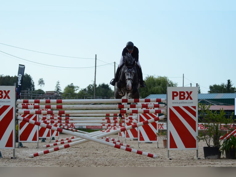 Belgisches Sportpferd Wallach 9 Jahre 177 cm Schimmel in Santa Cruz De Bezana