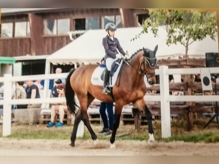 Belgisches Sportpferd Wallach 9 Jahre 178 cm Dunkelbrauner in Düren