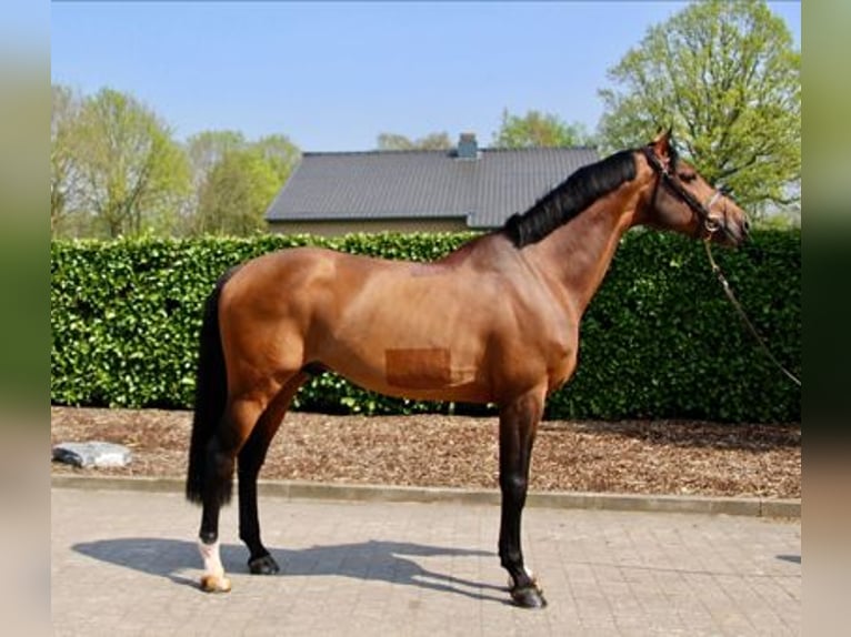 Belgisches Warmblut Unbekannt Embryo  in Kaulille
