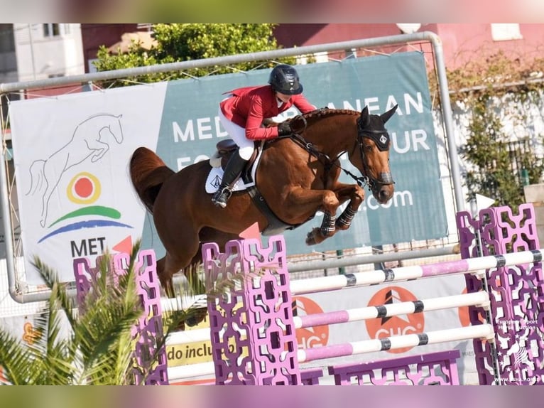 Belgisches Warmblut Unbekannt Embryo  in Kaulille