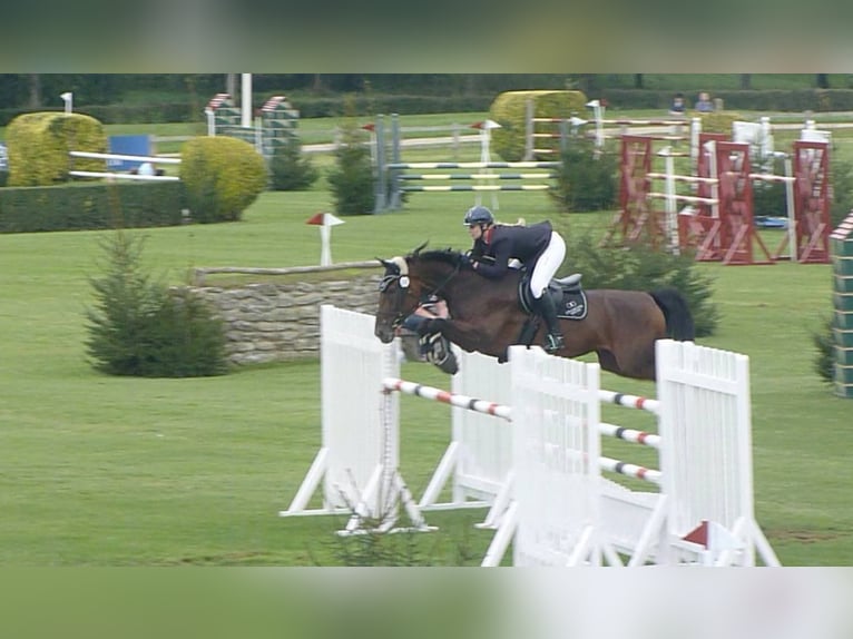 Belgisches Warmblut Unbekannt Embryo  in Waddinxveen