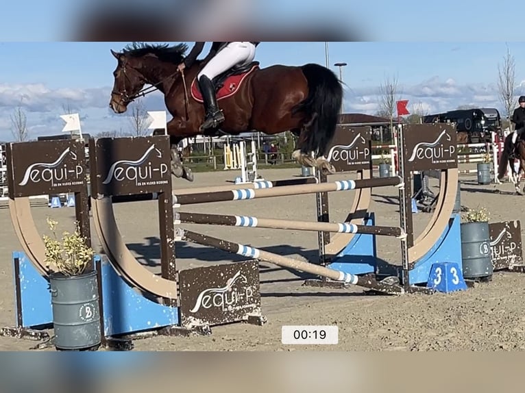 Belgisches Warmblut Hengst 10 Jahre 169 cm Dunkelbrauner in Tielt