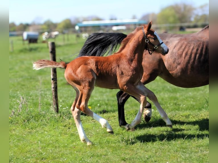 Belgisches Warmblut Hengst 12 Jahre 157 cm Brauner in GROTE-BROGEL