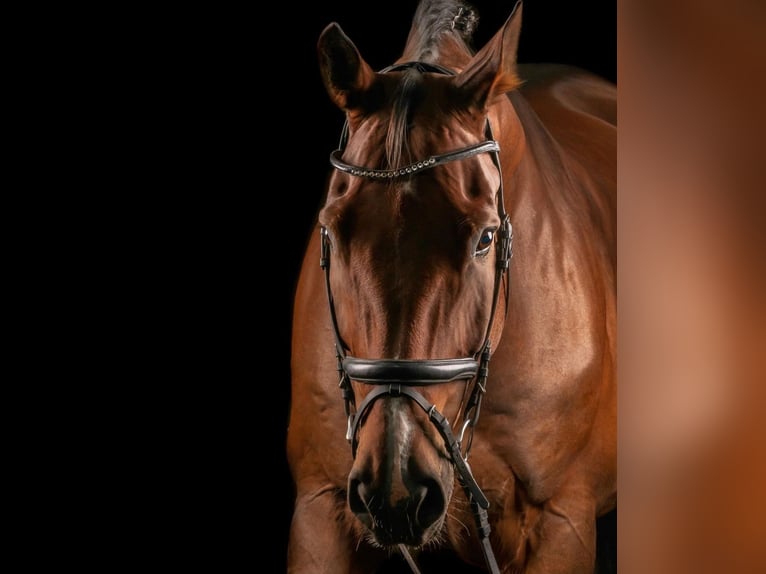 Belgisches Warmblut Hengst 12 Jahre 174 cm Brauner in Bathmen