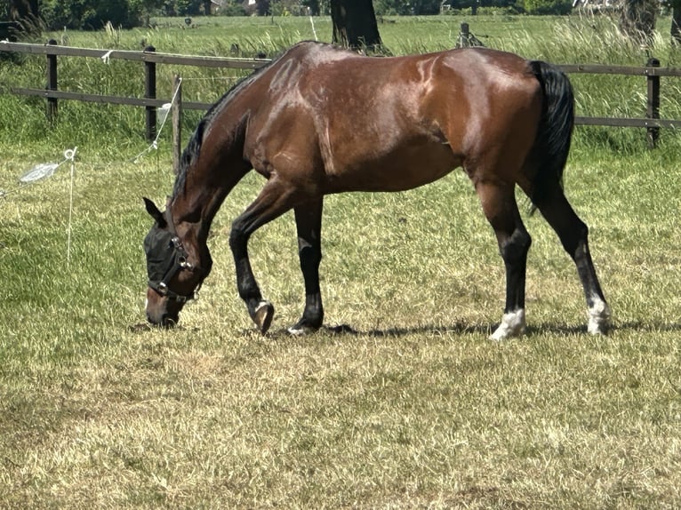 Belgisches Warmblut Hengst 12 Jahre 174 cm Brauner in Bathmen