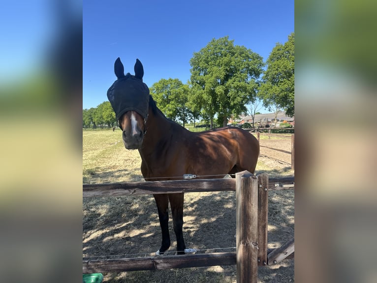 Belgisches Warmblut Hengst 12 Jahre 174 cm Brauner in Bathmen