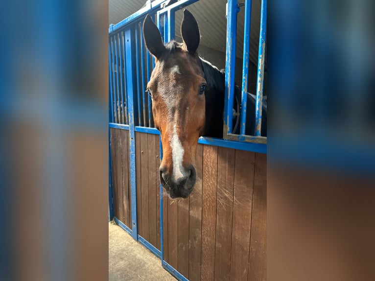 Belgisches Warmblut Hengst 12 Jahre 174 cm Brauner in Bathmen