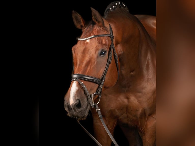 Belgisches Warmblut Hengst 12 Jahre 174 cm Brauner in Bathmen
