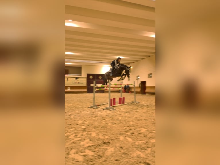 Belgisches Warmblut Hengst 13 Jahre 167 cm Dunkelbrauner in Meran