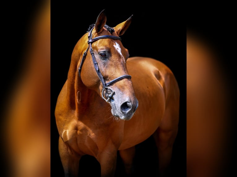 Belgisches Warmblut Hengst 15 Jahre 168 cm Brauner in Bocholt