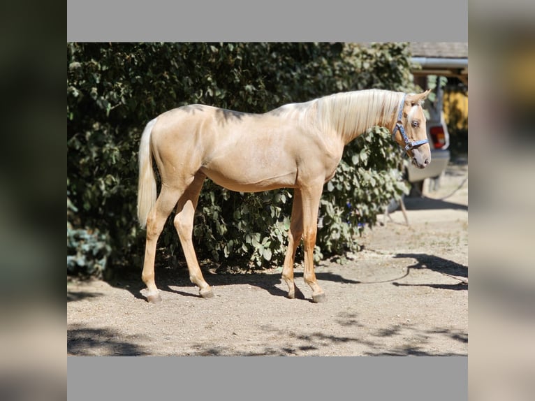 Belgisches Warmblut Hengst 1 Jahr 138 cm Palomino in Visz