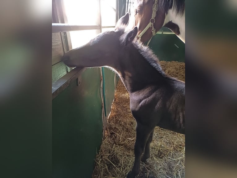 Belgisches Warmblut Hengst 1 Jahr 140 cm Schwarzbrauner in Bocholt