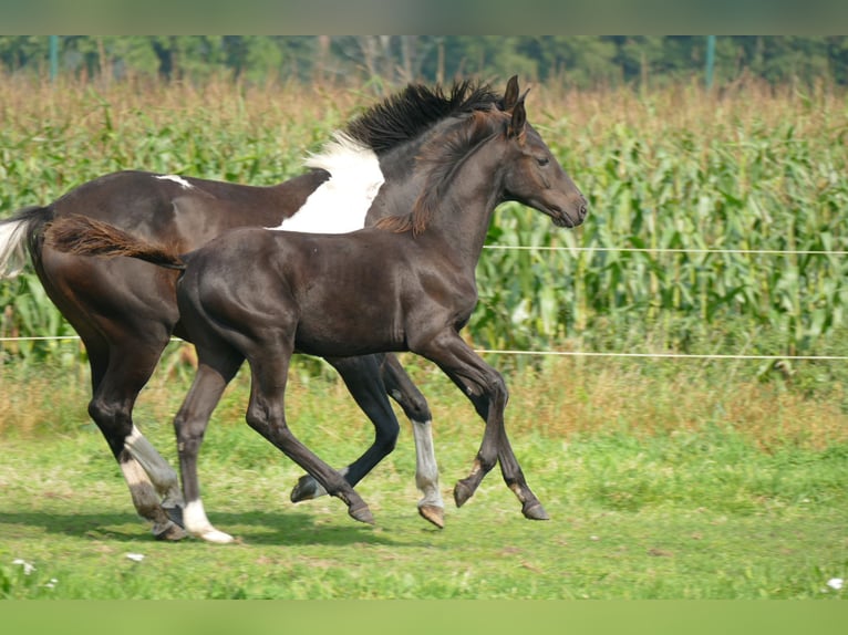 Belgisches Warmblut Hengst 1 Jahr 140 cm Schwarzbrauner in Bocholt