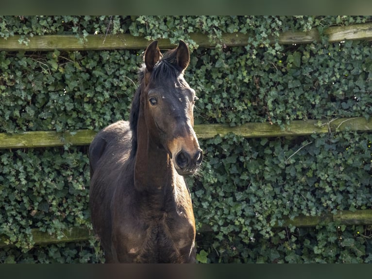 Belgisches Warmblut Hengst 1 Jahr 145 cm Dunkelbrauner in Waddinxveen