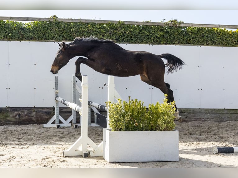 Belgisches Warmblut Hengst 1 Jahr 145 cm Dunkelbrauner in Waddinxveen