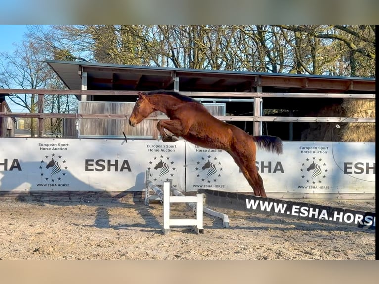 Belgisches Warmblut Hengst 1 Jahr 145 cm  in GROTE-BROGEL