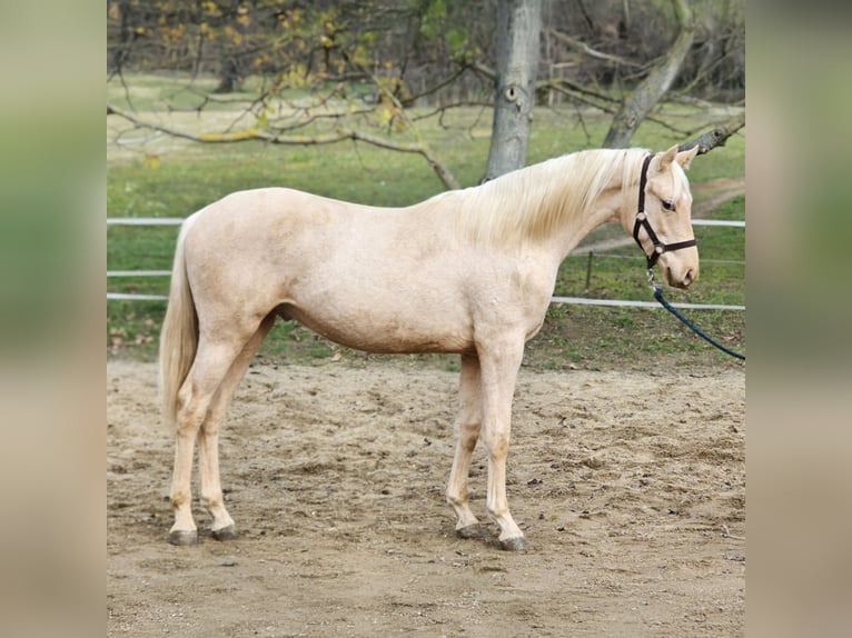 Belgisches Warmblut Hengst 1 Jahr 147 cm Palomino in VISZ