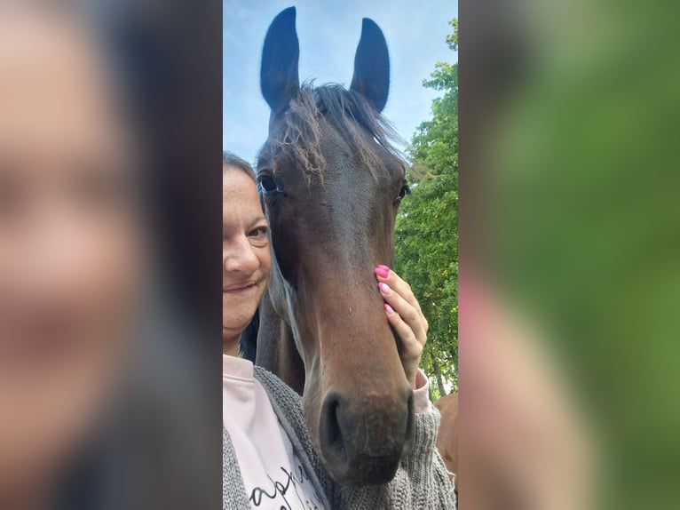 Belgisches Warmblut Hengst 1 Jahr 150 cm Dunkelbrauner in Puurs