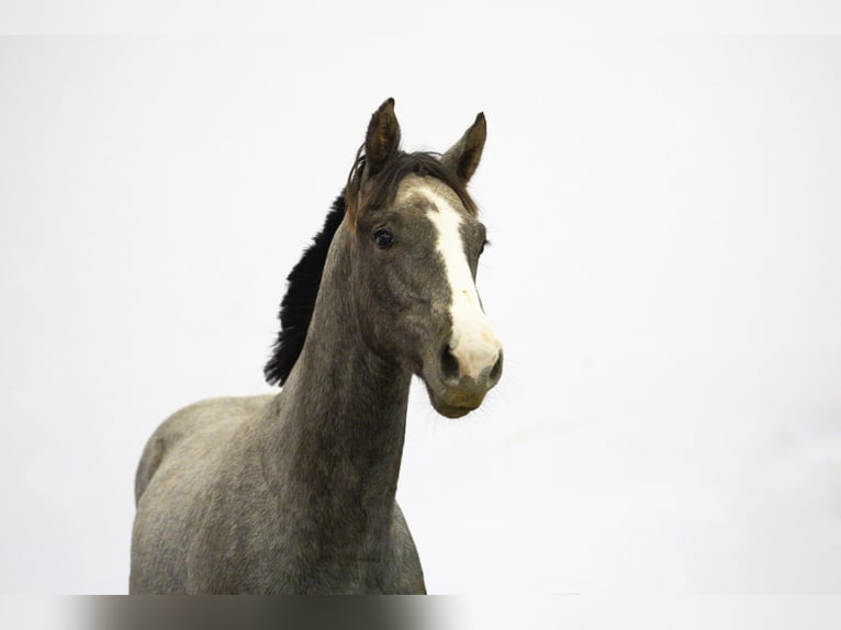 Belgisches Warmblut Hengst 1 Jahr 155 cm Schimmel in Waddinxveen