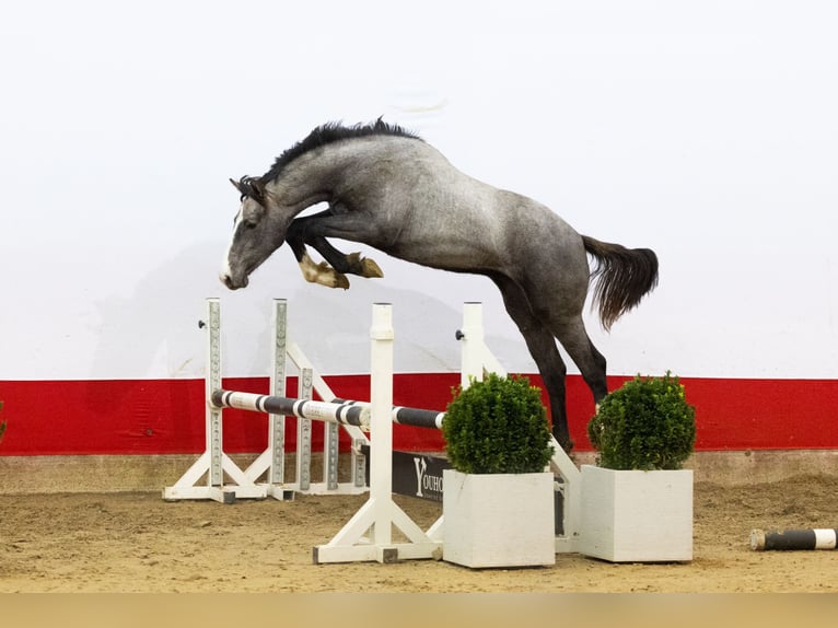 Belgisches Warmblut Hengst 1 Jahr 155 cm Schimmel in Waddinxveen
