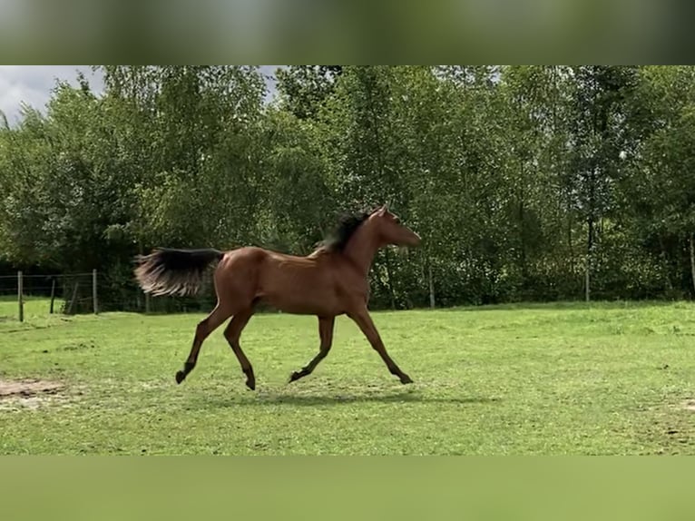 Belgisches Warmblut Hengst 1 Jahr 160 cm Brauner in Vorselaar