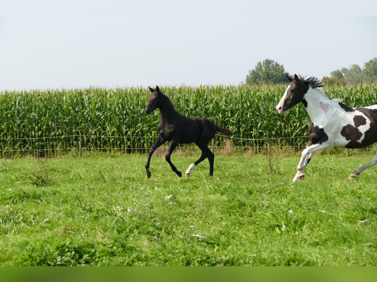 Belgisches Warmblut Hengst 1 Jahr 168 cm Schwarzbrauner in Vorselaar