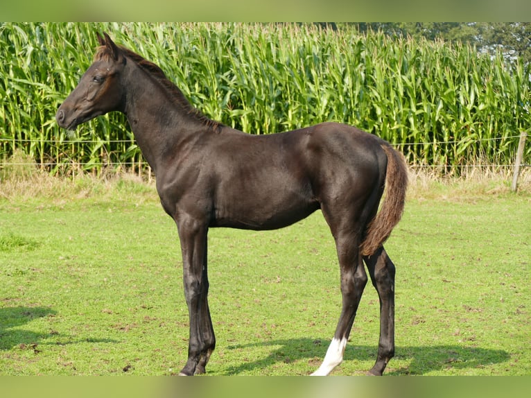 Belgisches Warmblut Hengst 1 Jahr 168 cm Schwarzbrauner in Vorselaar